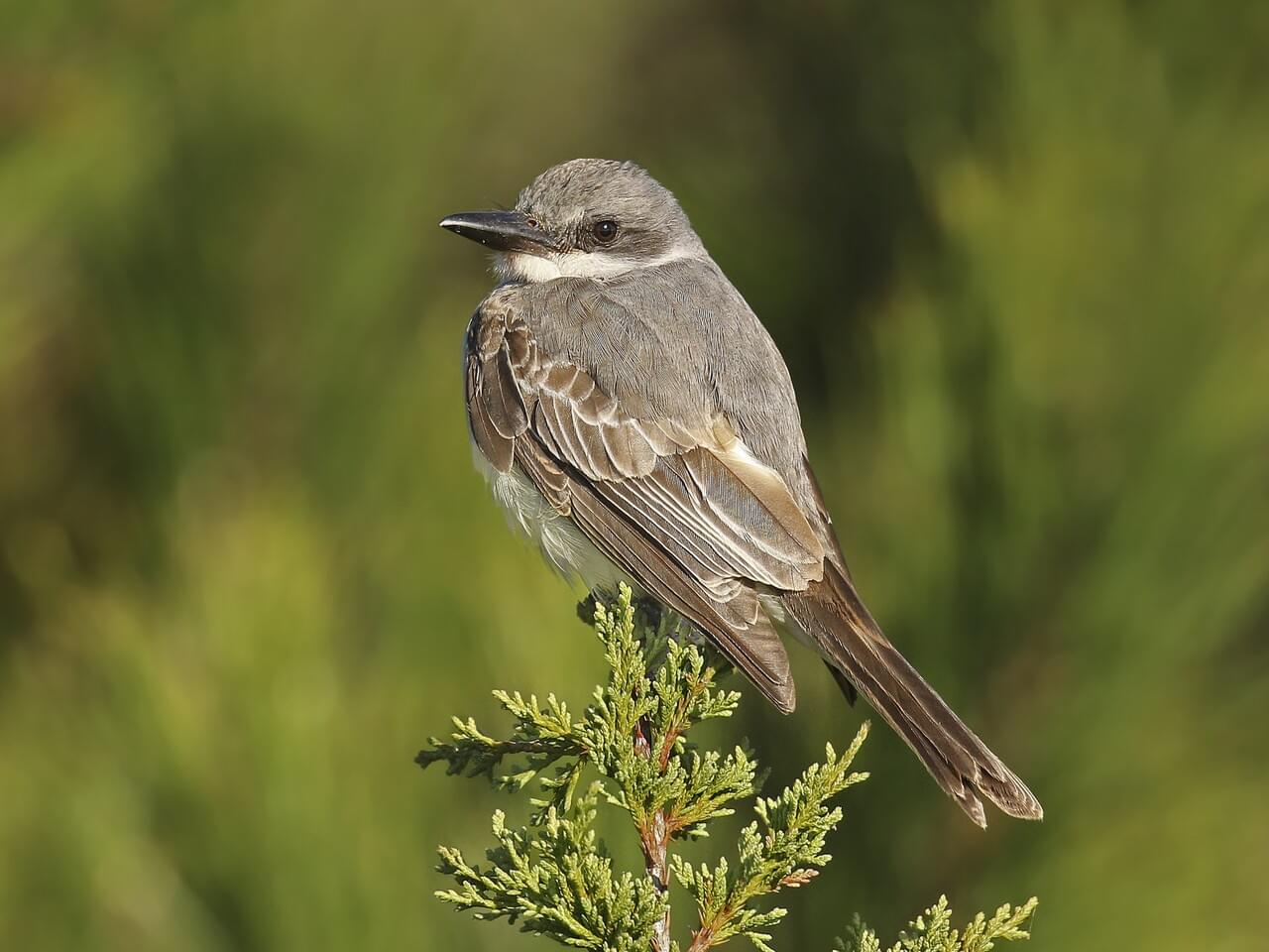 Gray Kingbird