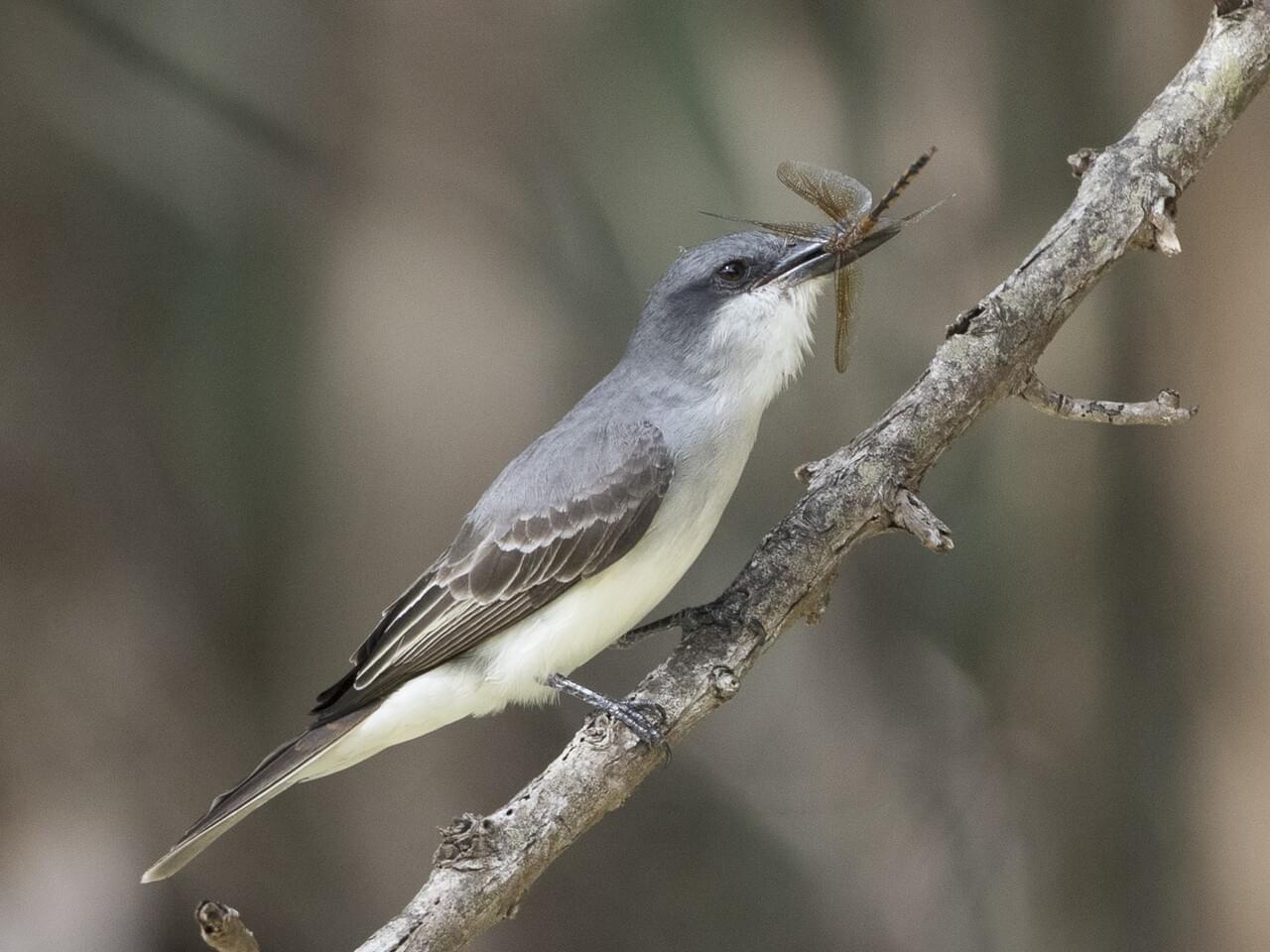Gray Kingbird