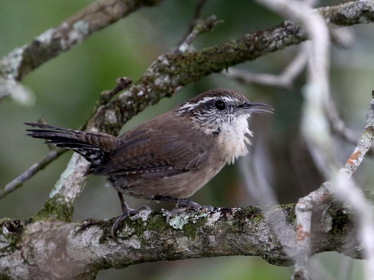 Carolina Wren