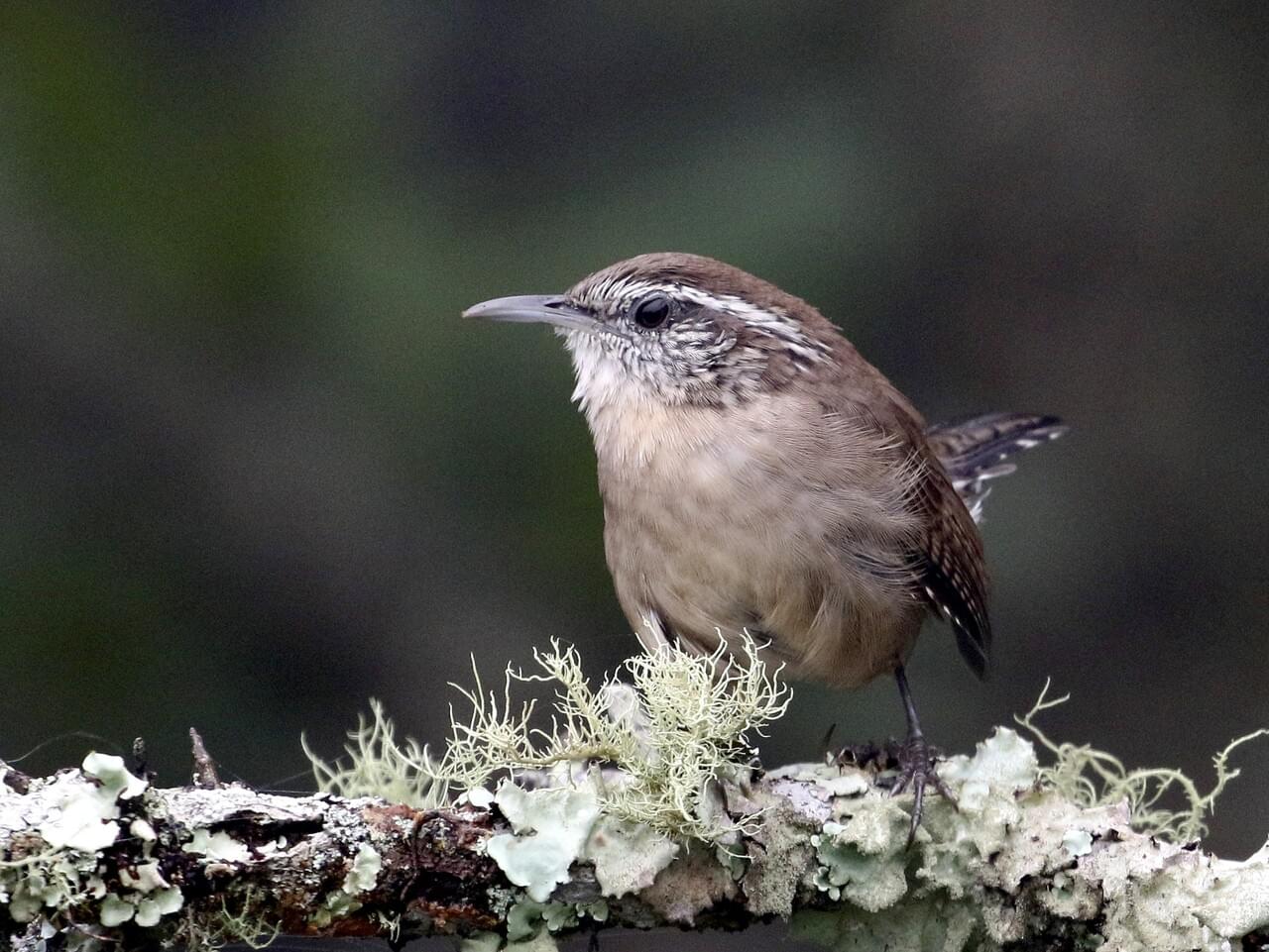 Carolina Wren