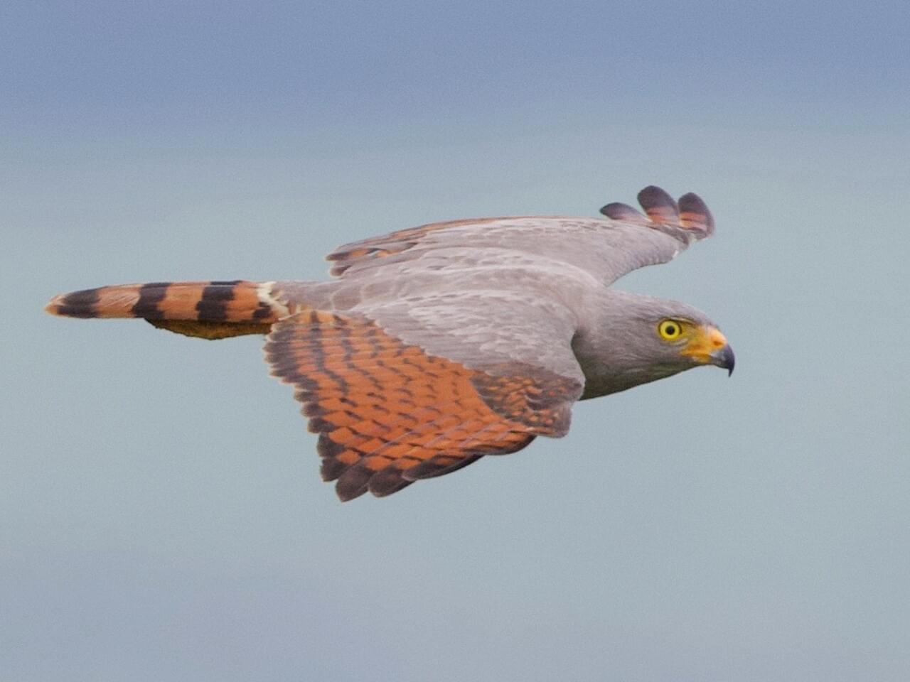 Roadside Hawk