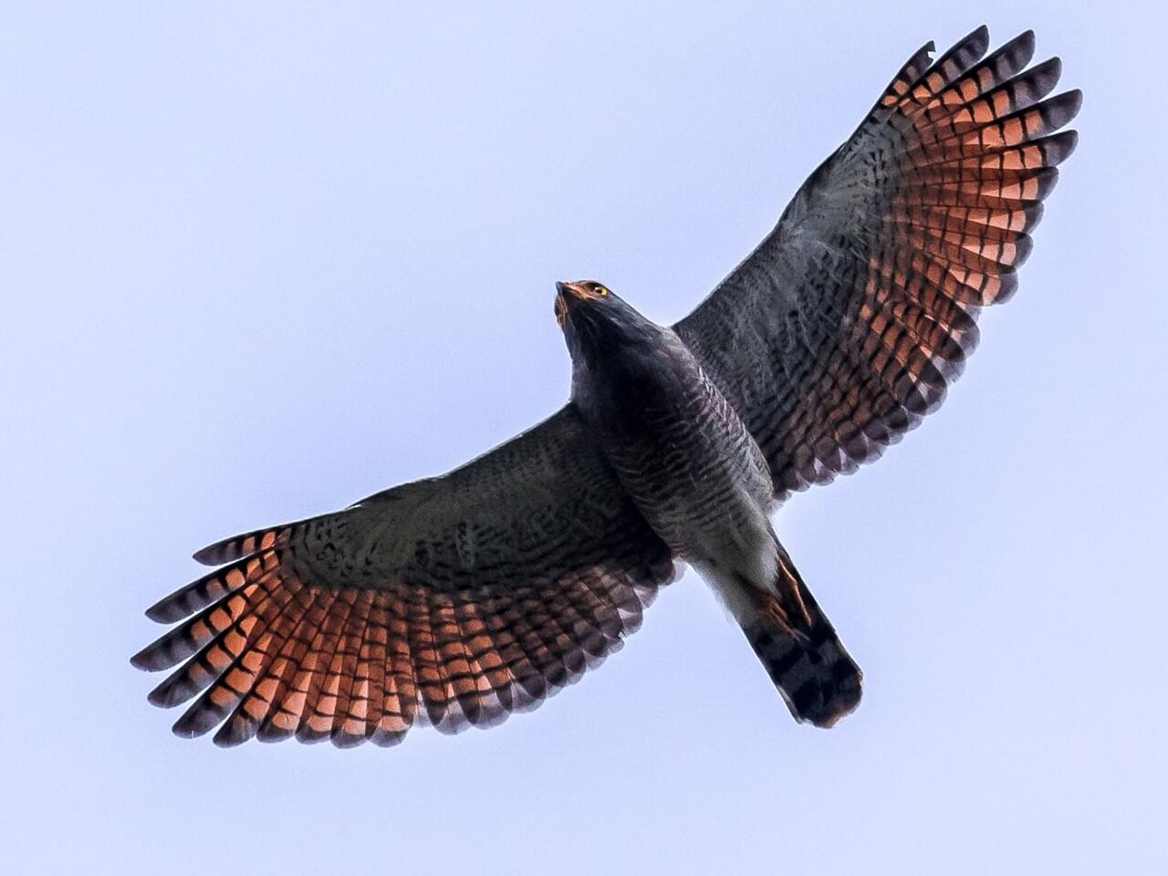 Roadside Hawk