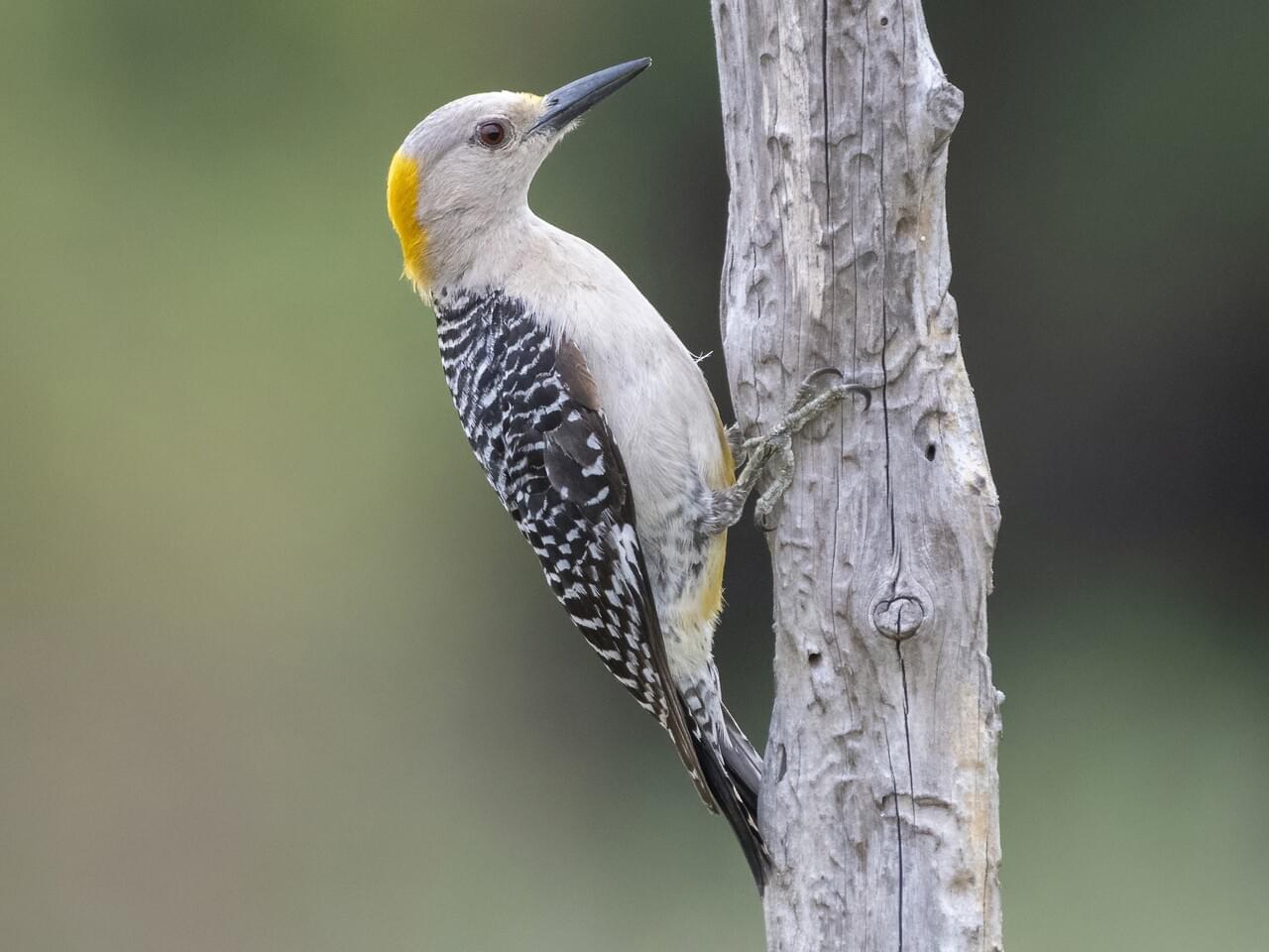 Golden-fronted Woodpecker