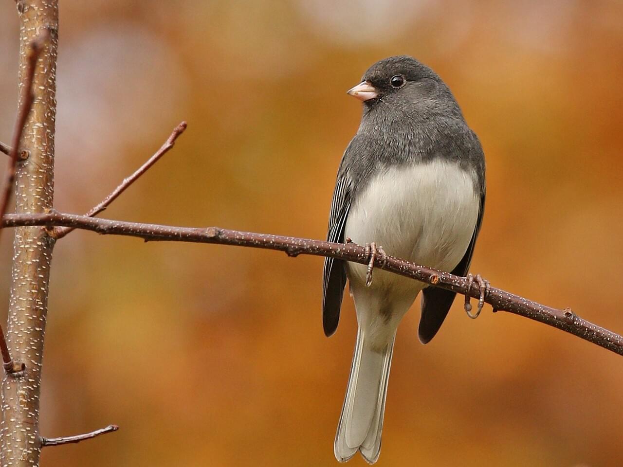 Dark-eyed Junco