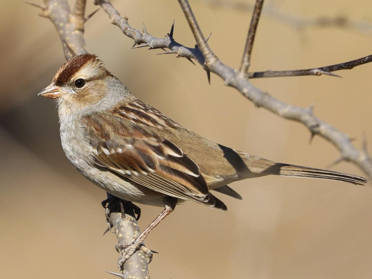 White-crowned Sparrow