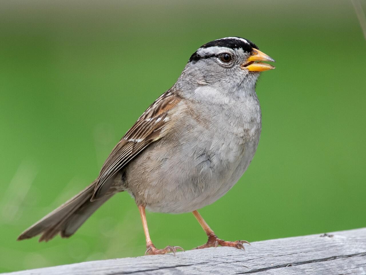 White-crowned Sparrow