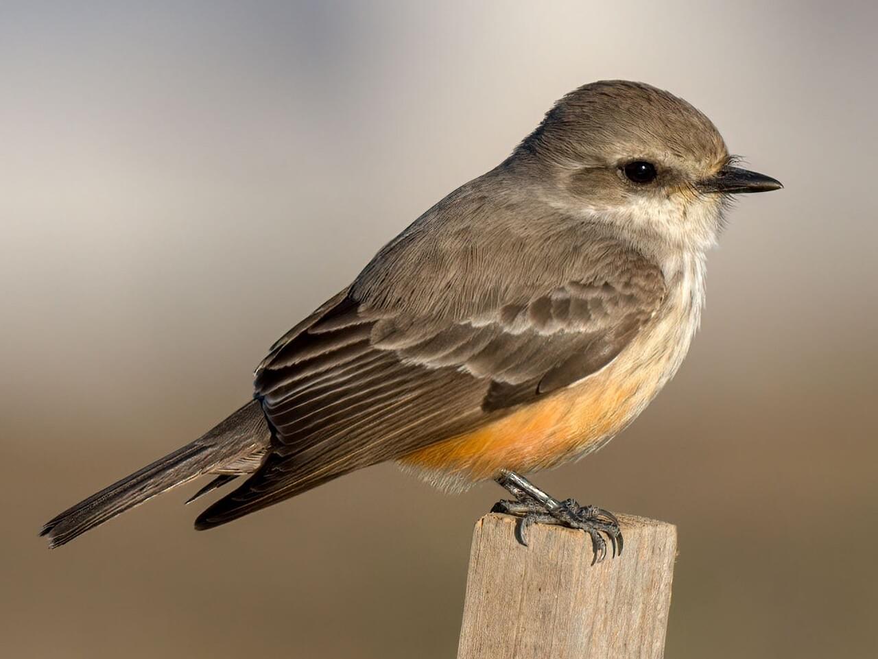 Vermilion Flycatcher