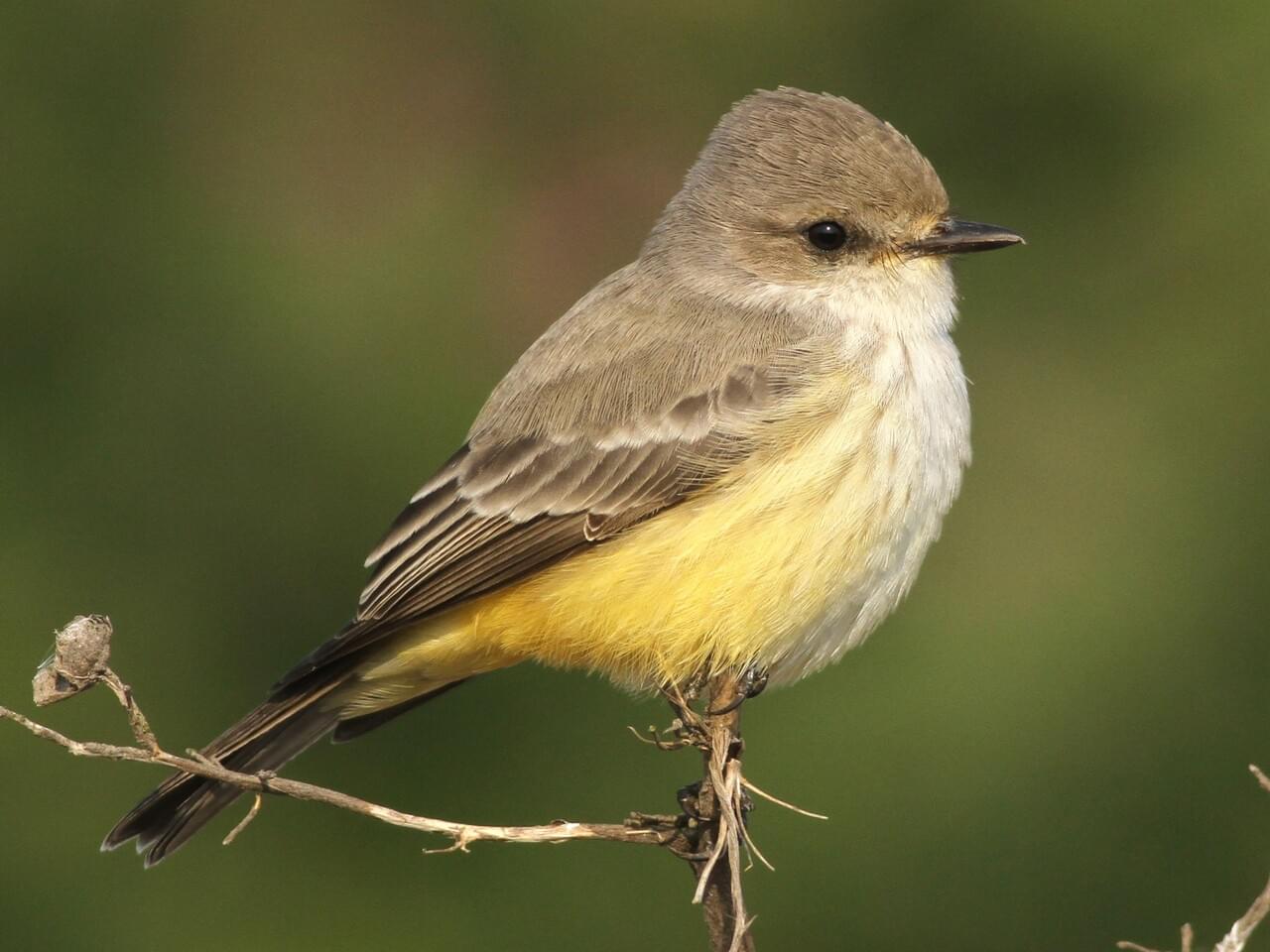 Vermilion Flycatcher