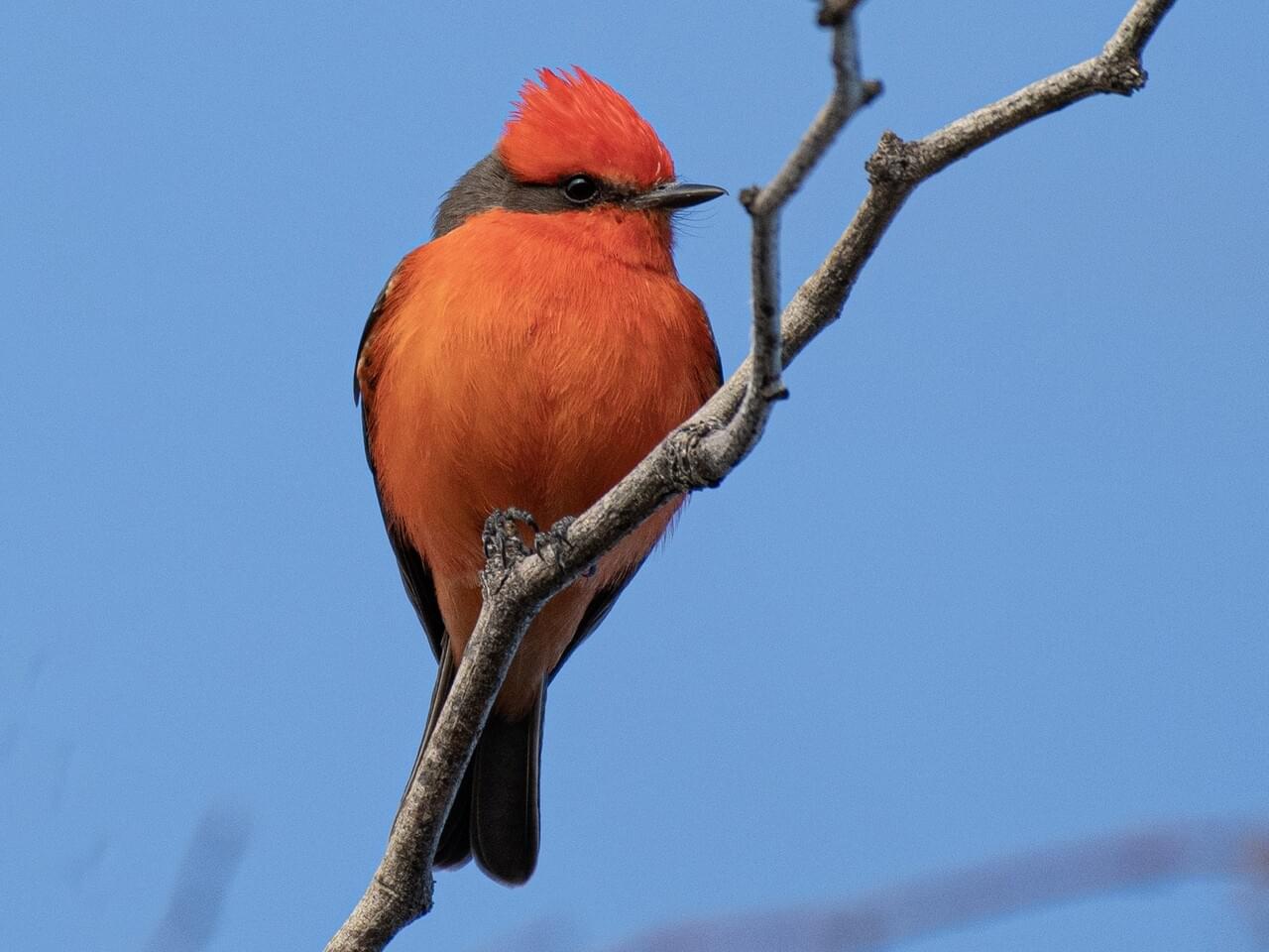 Vermilion Flycatcher