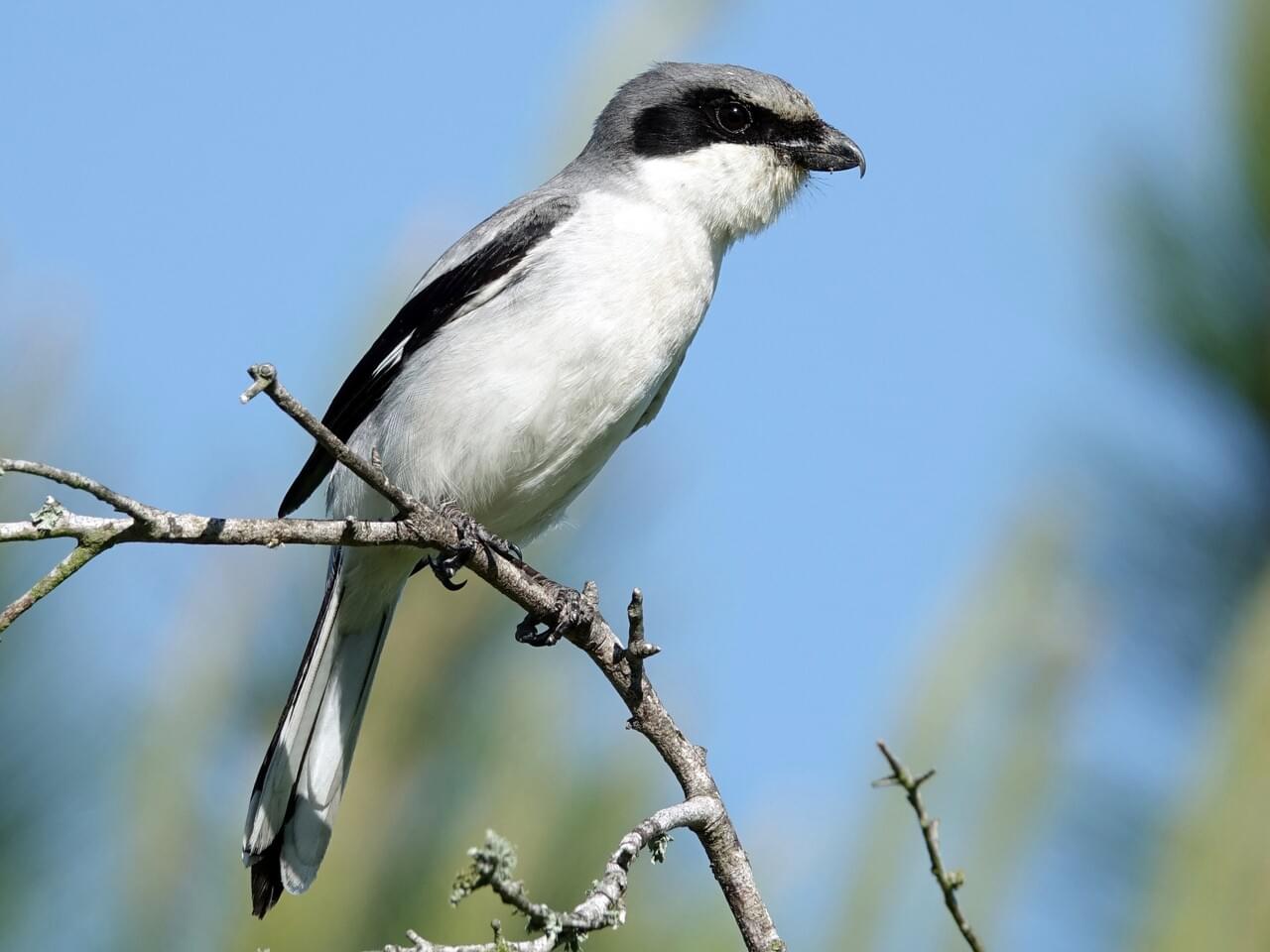 Loggerhead Shrike