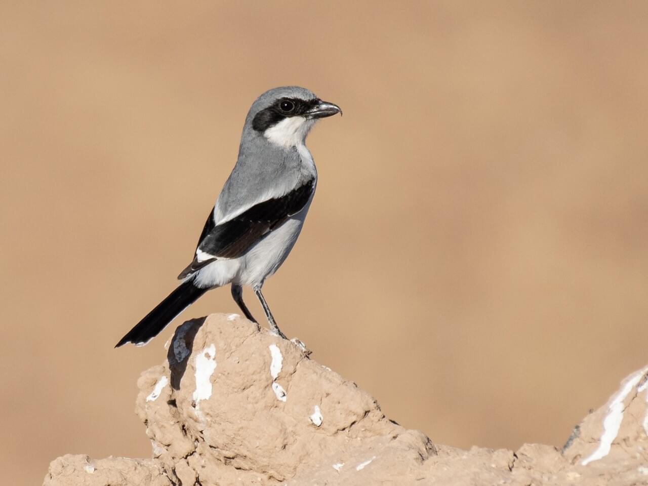 Loggerhead Shrike