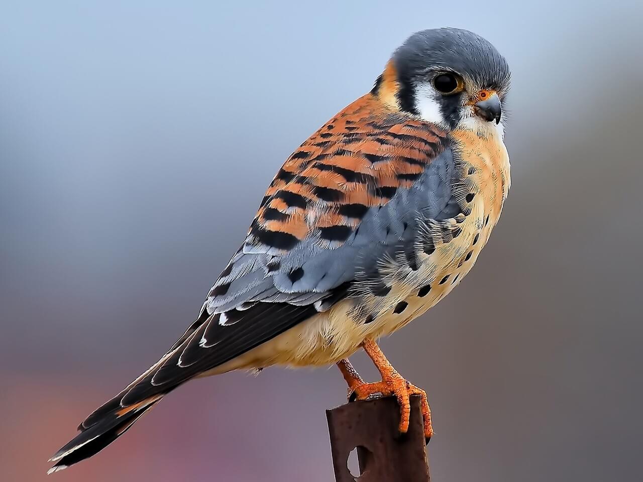 American Kestrel