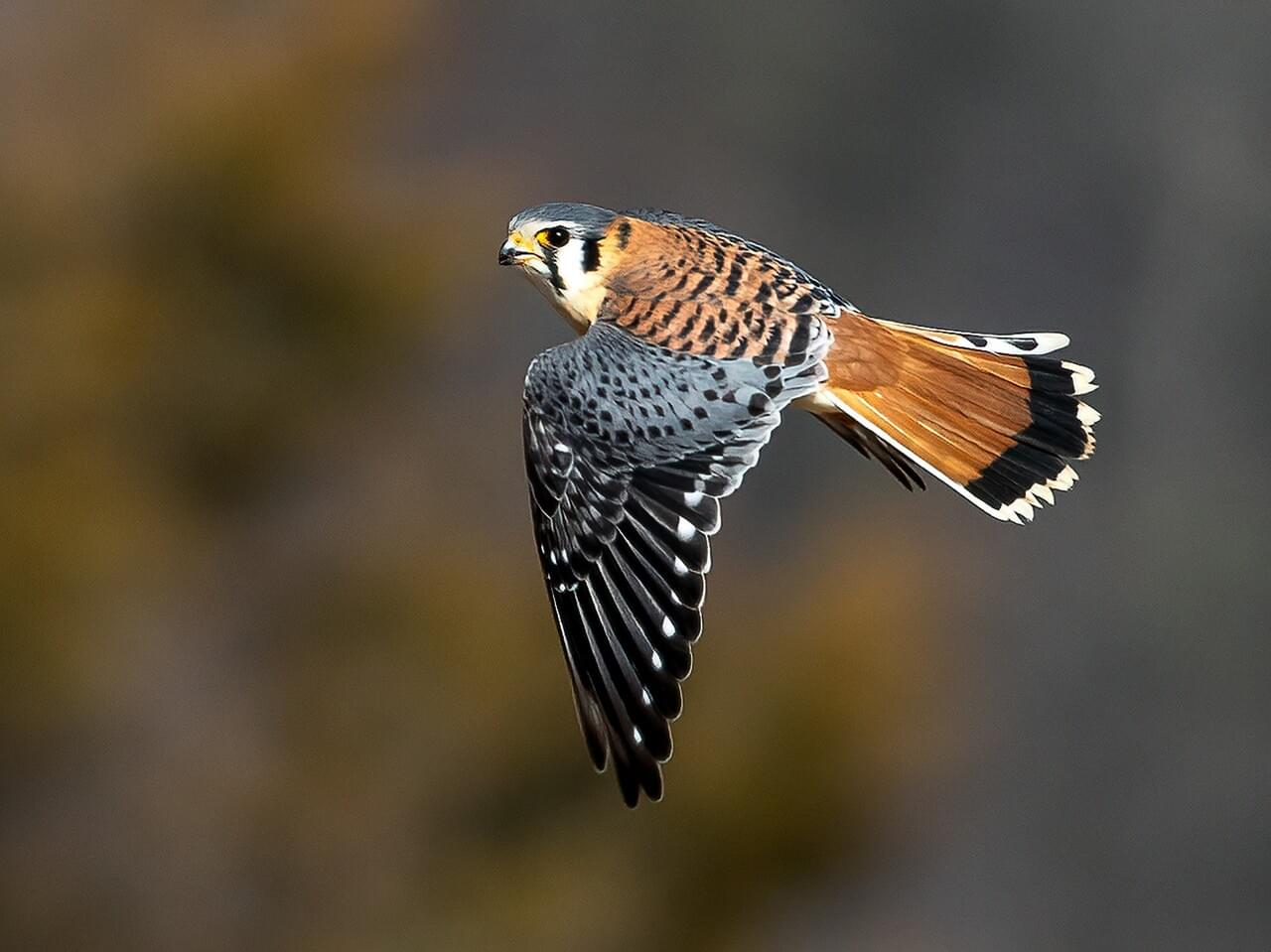 American Kestrel