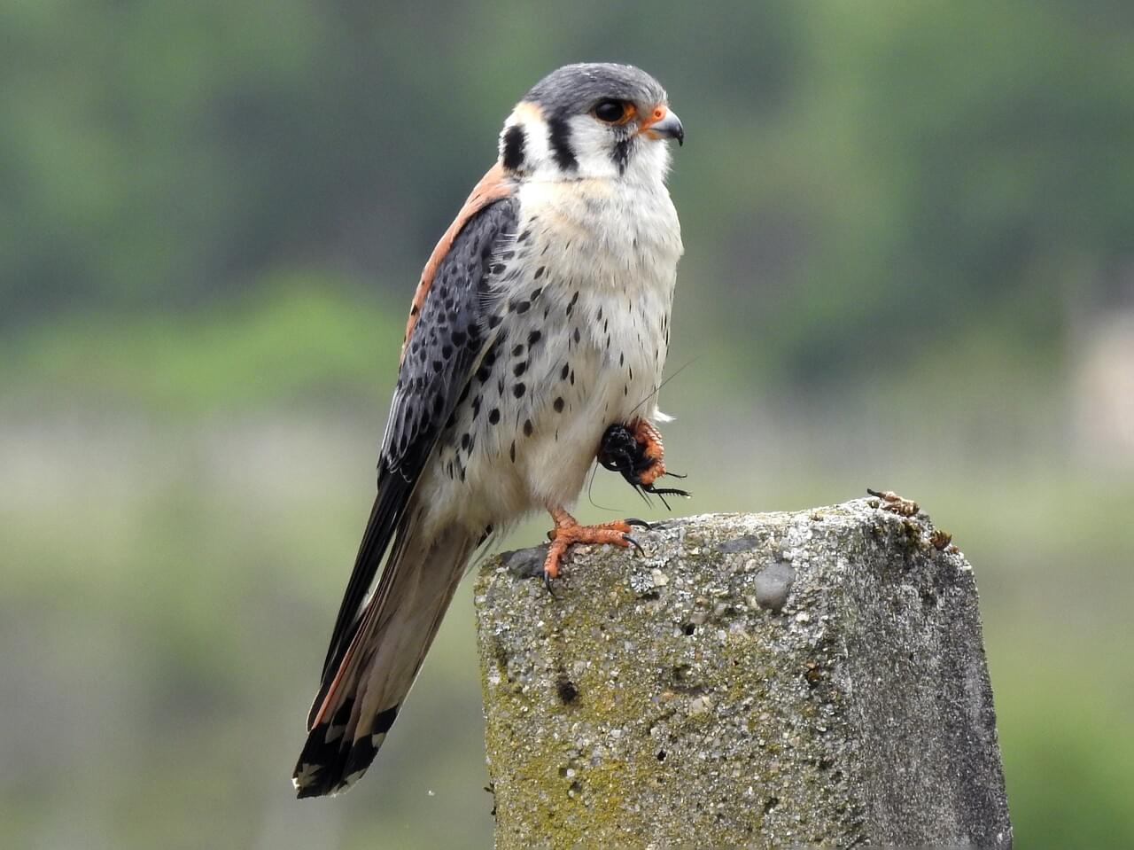 American Kestrel