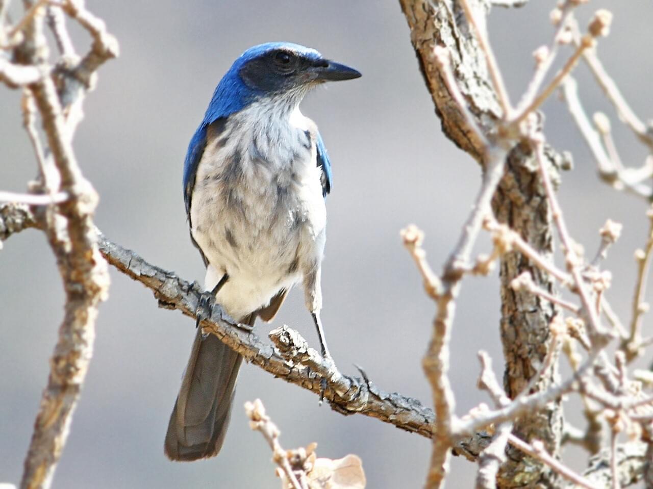 Woodhouse’s Scrub-Jay