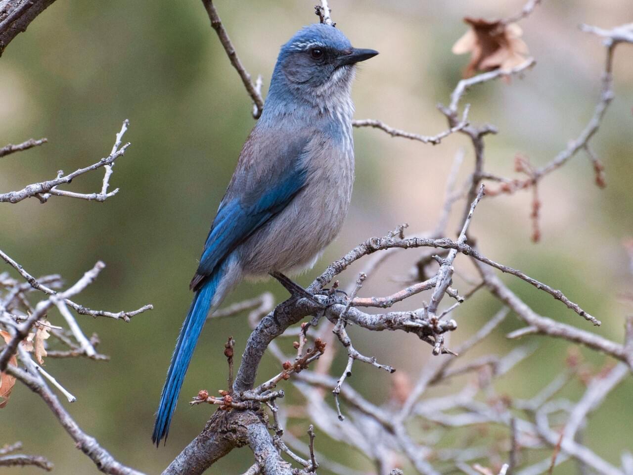Woodhouse’s Scrub-Jay