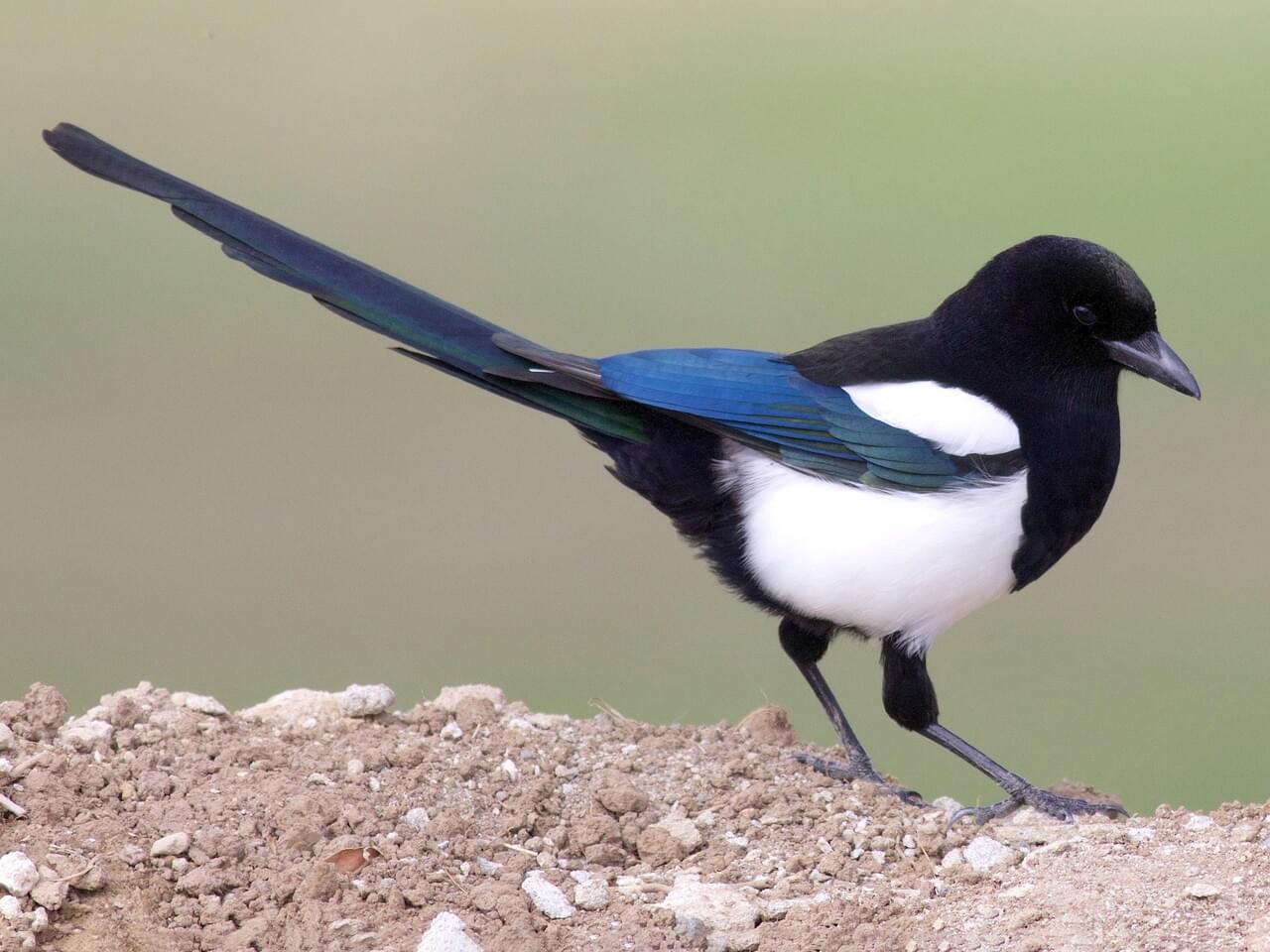 Black-billed Magpie