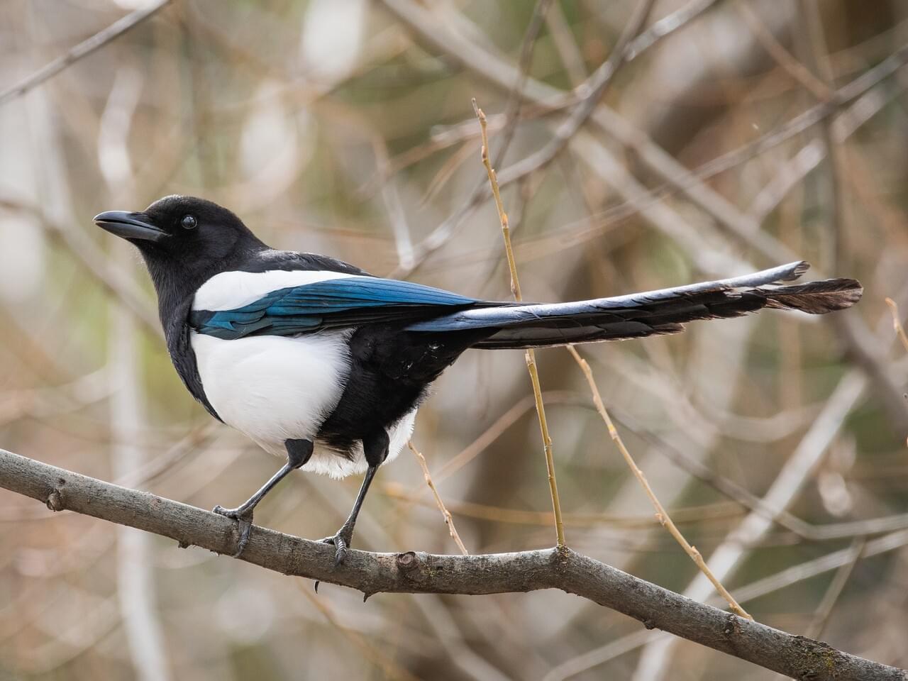 Black-billed Magpie