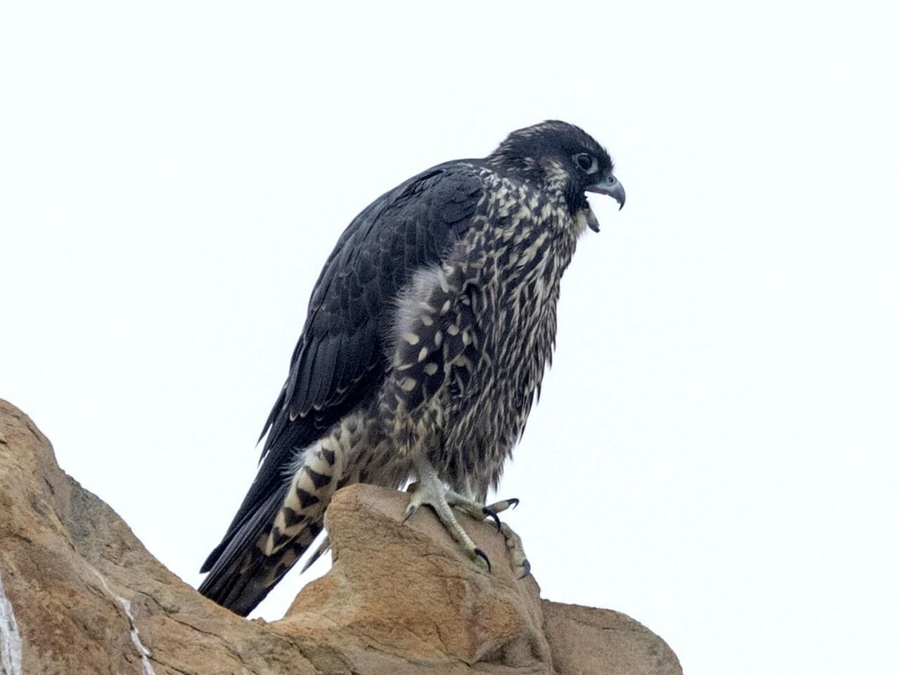 Peregrine Falcon