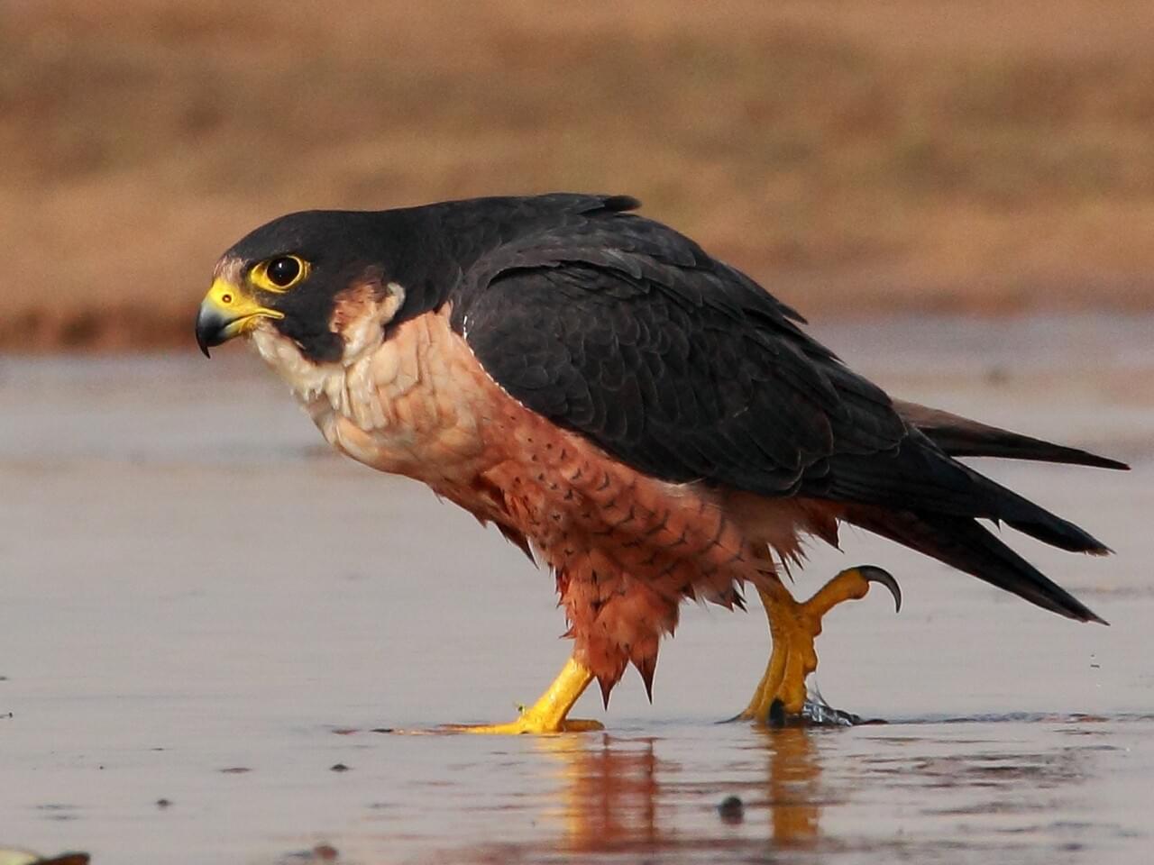 Peregrine Falcon