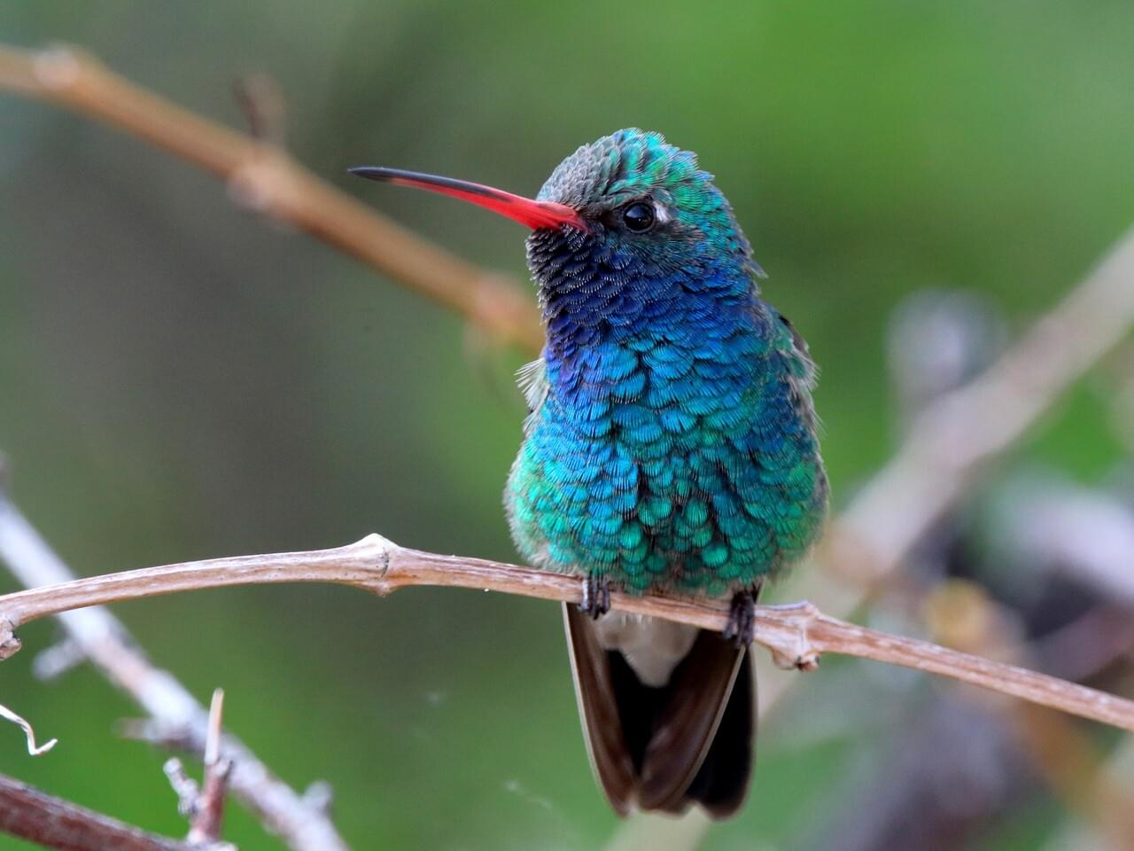 Broad-billed Hummingbird