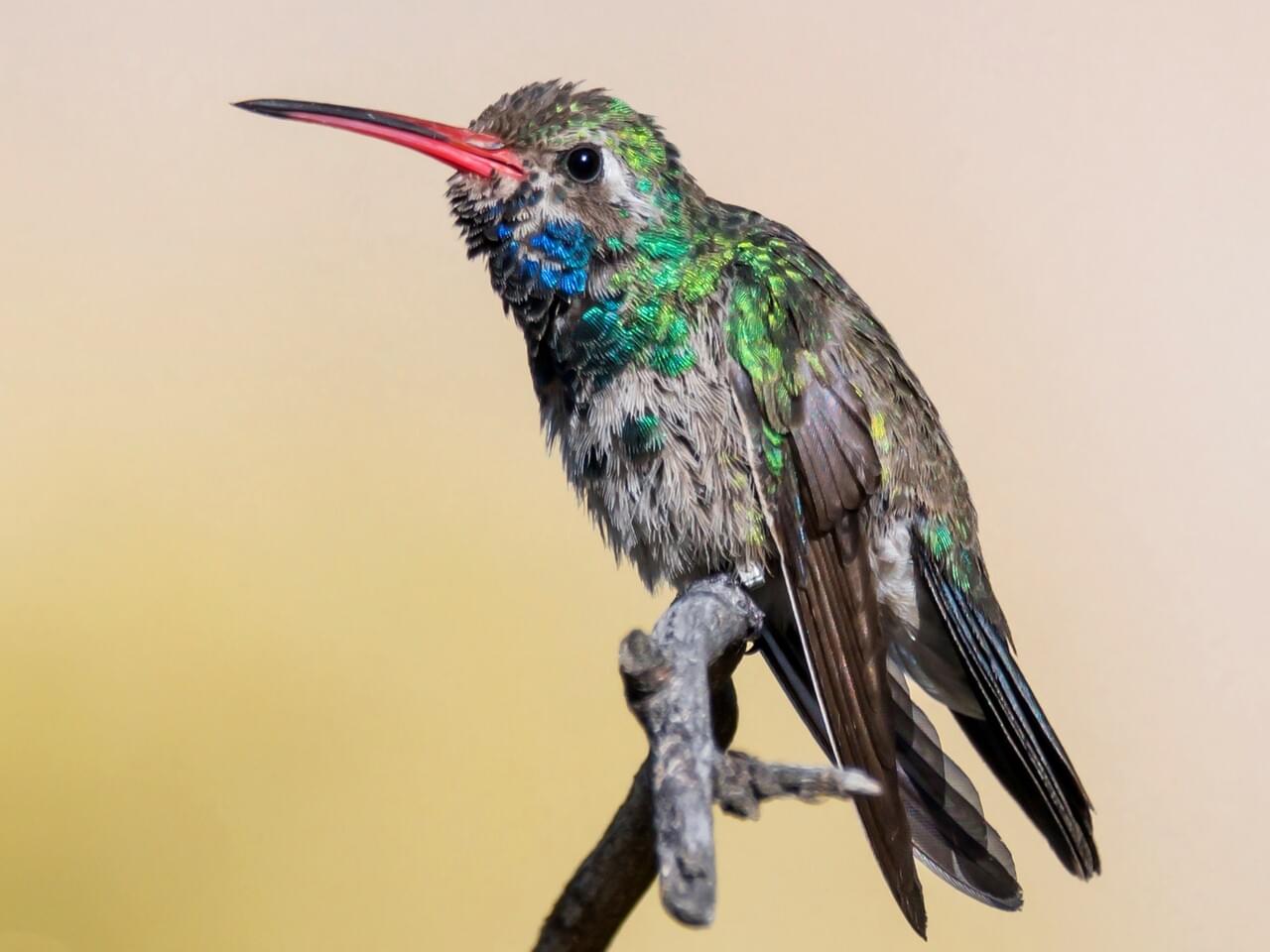 Broad-billed Hummingbird