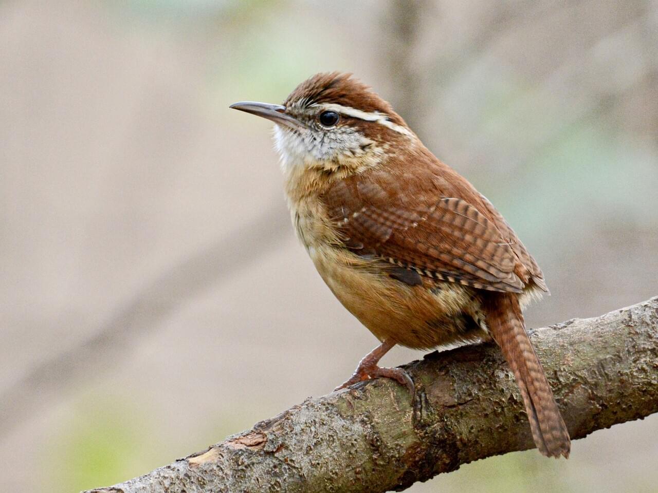 Carolina Wren