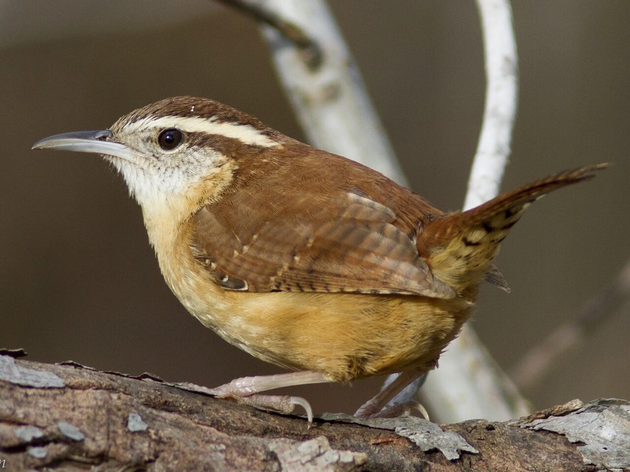 Carolina Wren