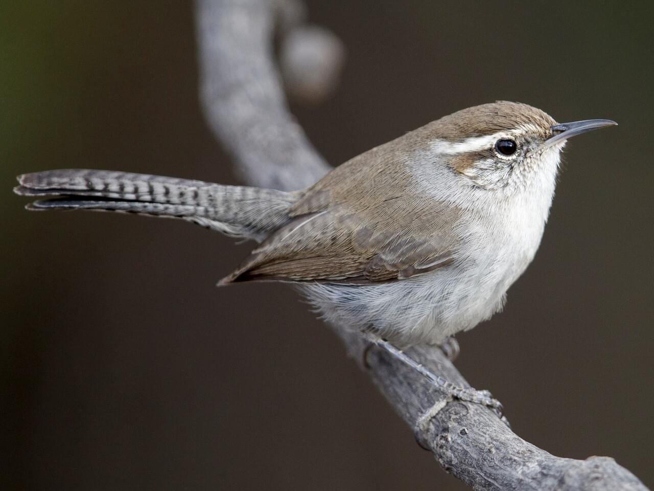 Bewick’s Wren