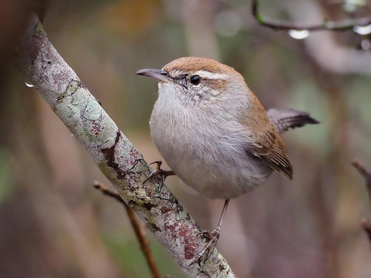 Bewick’s Wren
