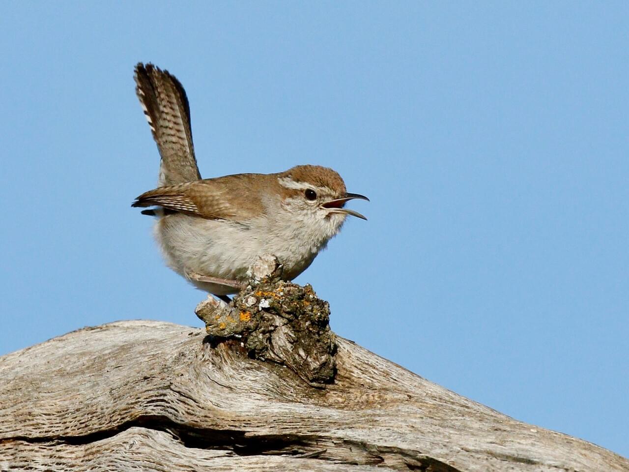 Bewick’s Wren