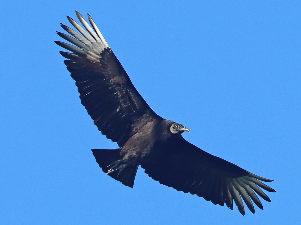 Black Vulture