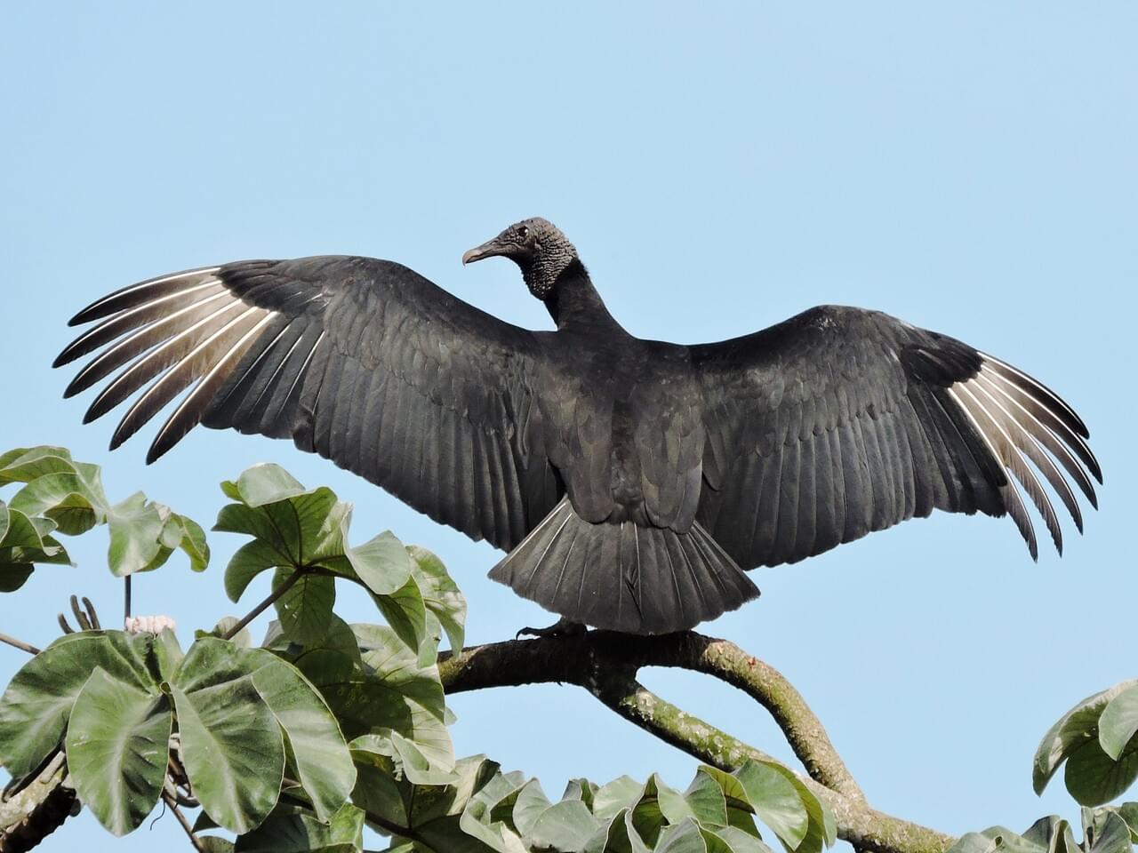 Black Vulture