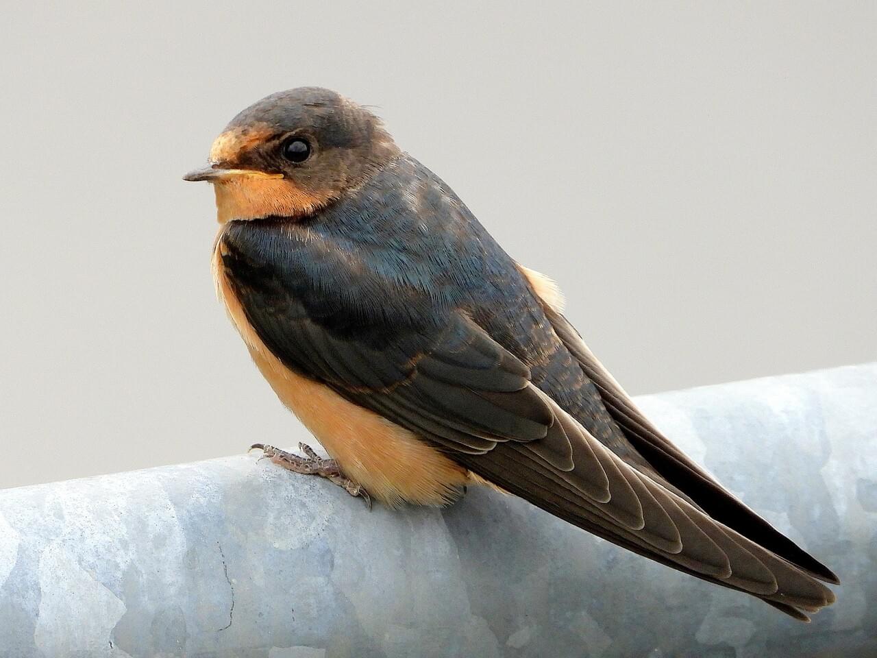 Barn Swallow