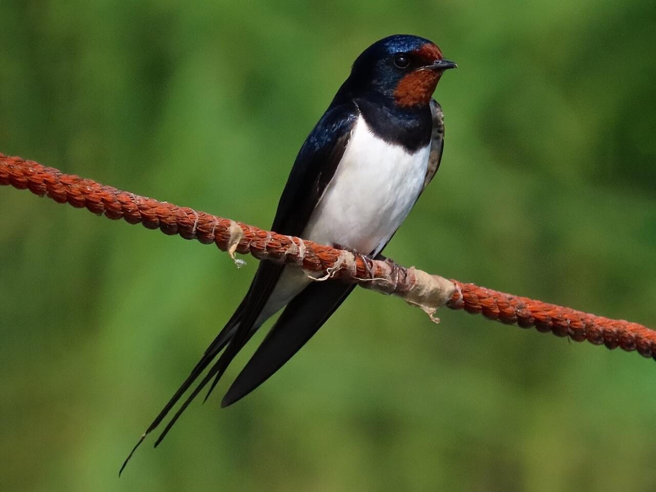 Barn Swallow