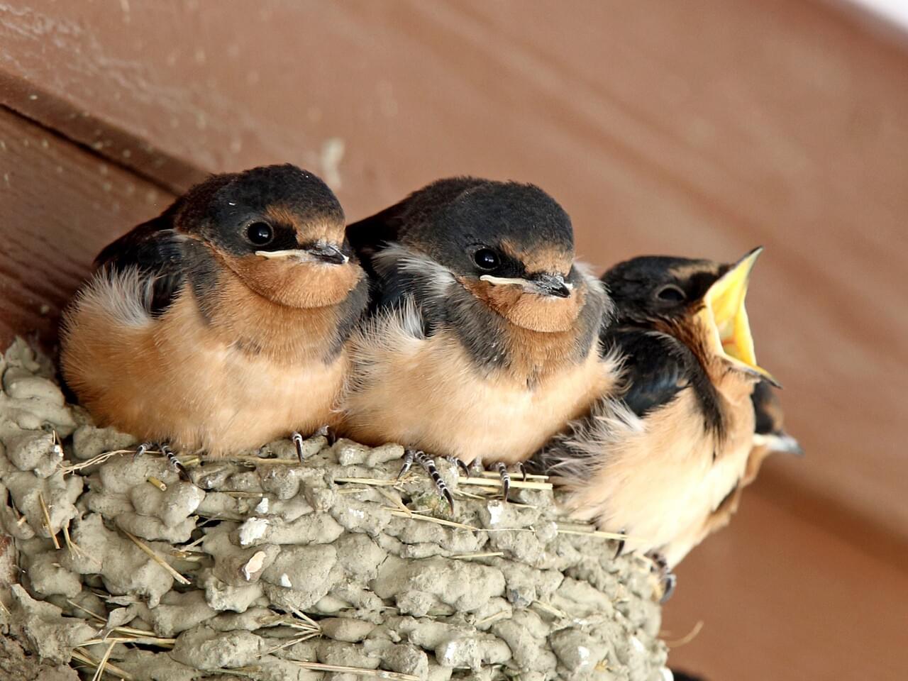 Barn Swallow