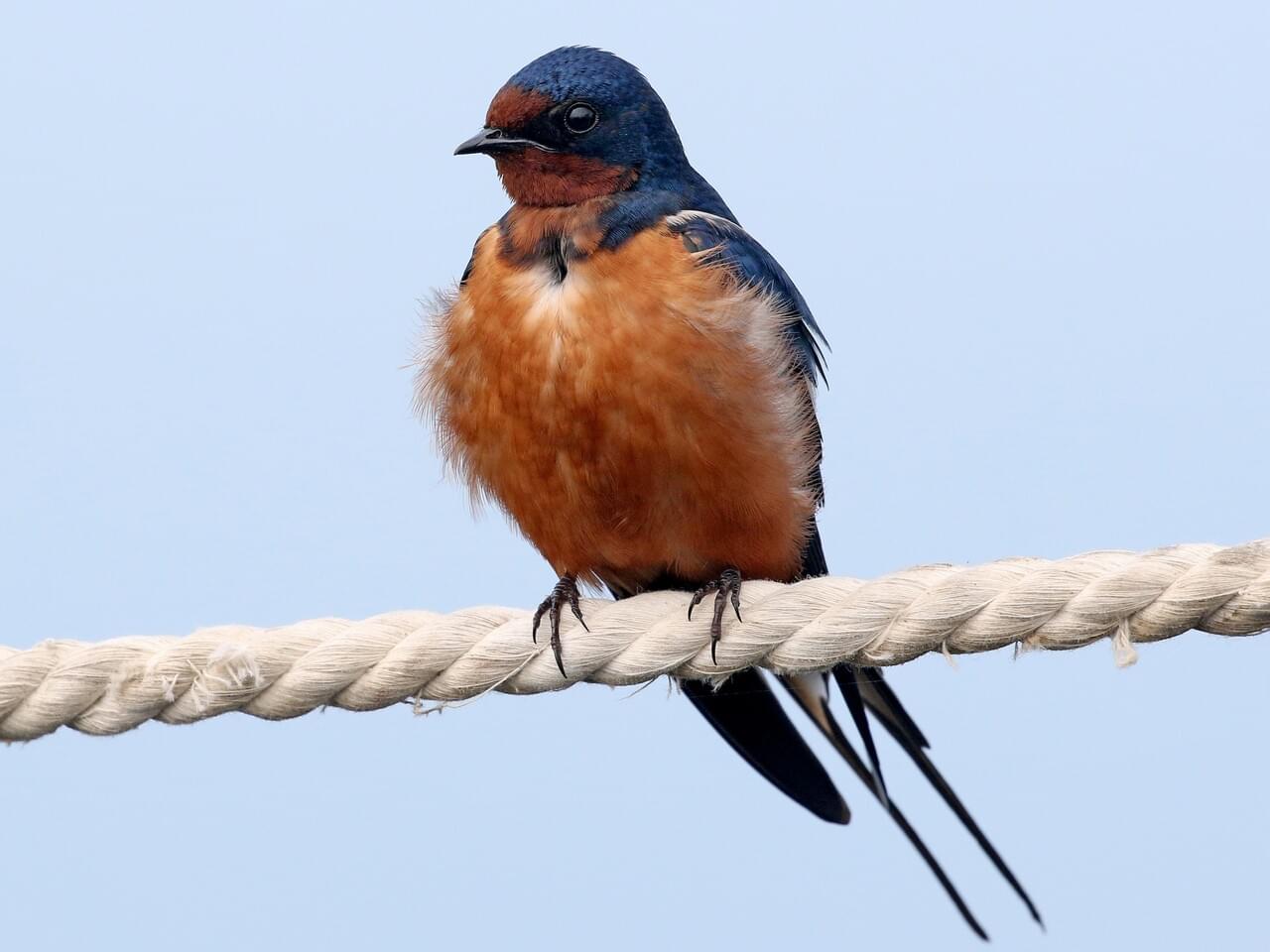 Barn Swallow