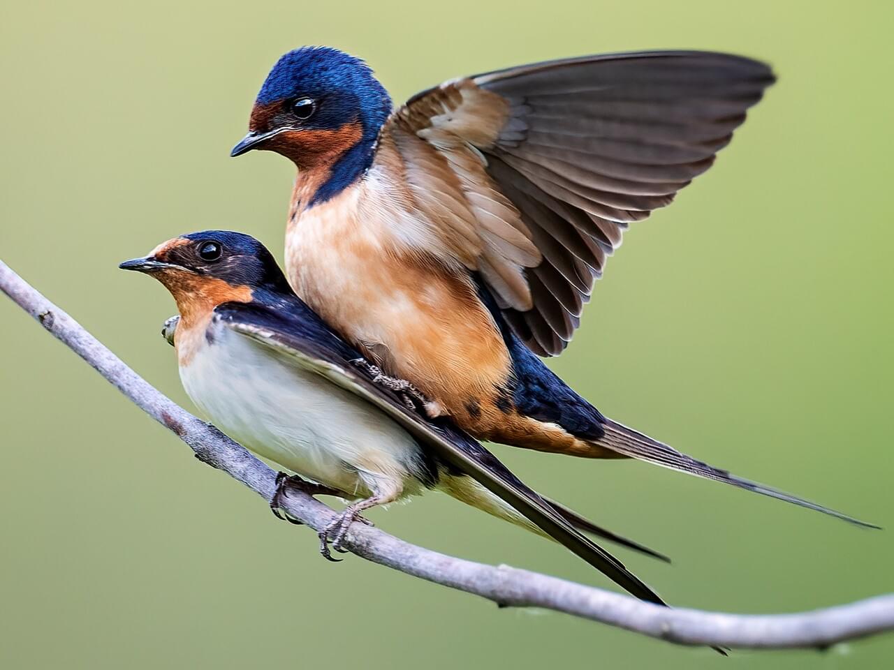 Barn Swallow