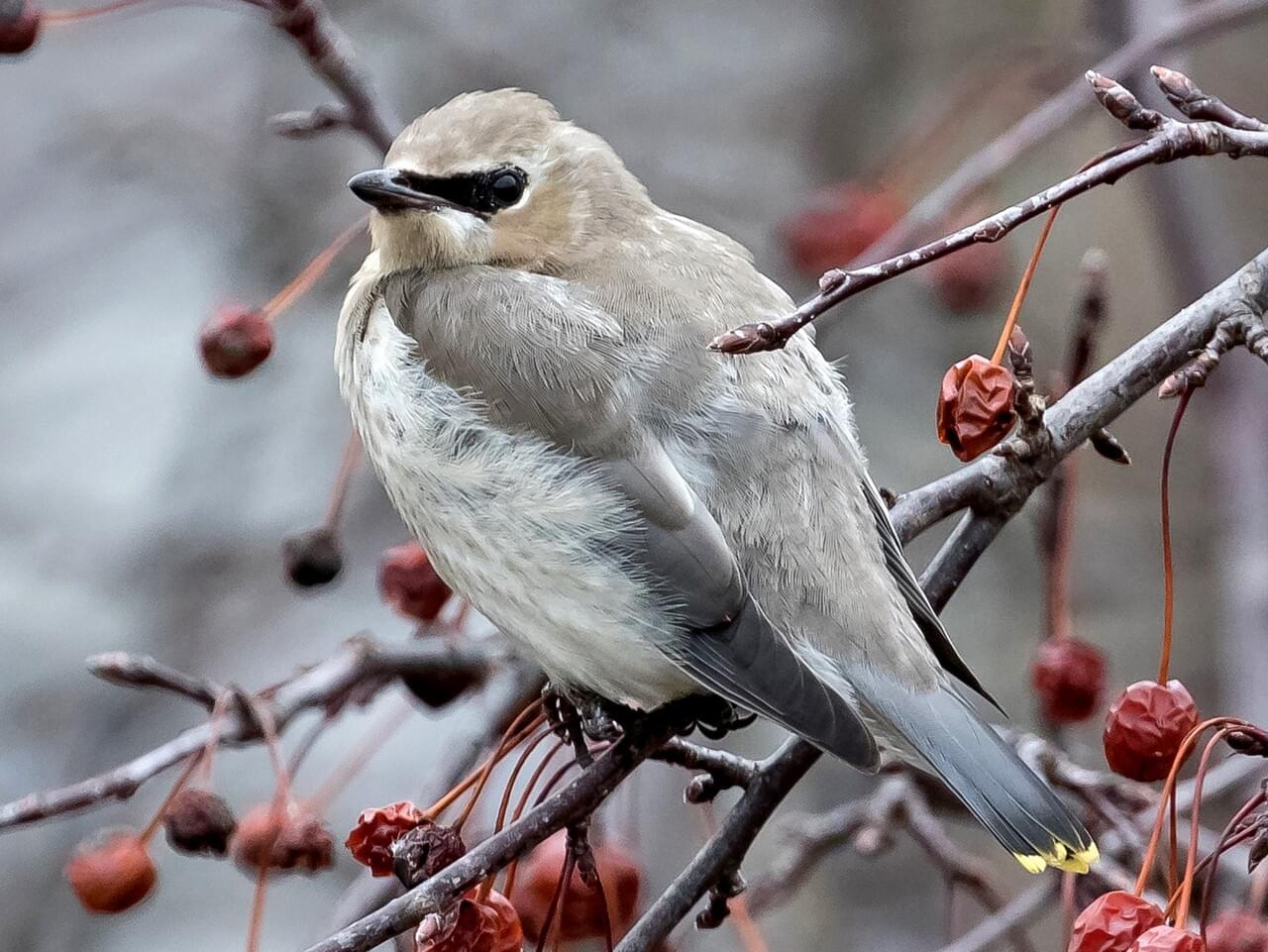 Cedar Waxwing