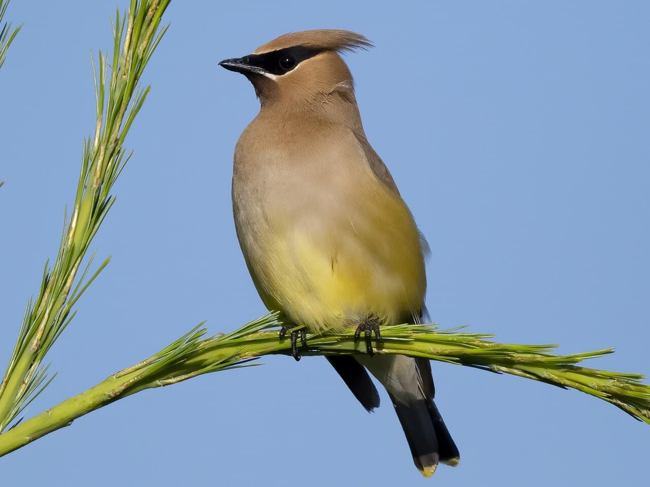 Cedar Waxwing