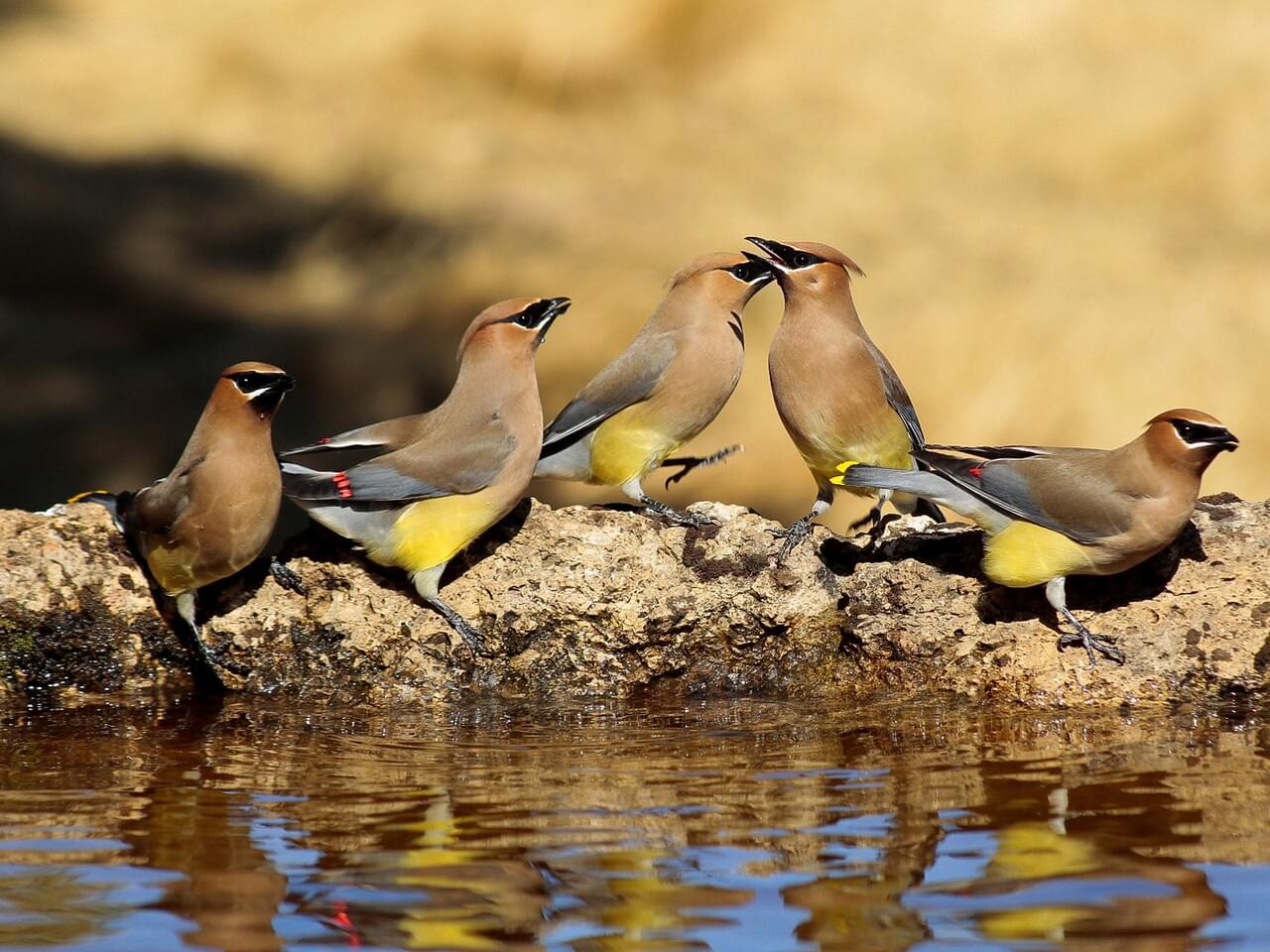 Cedar Waxwing