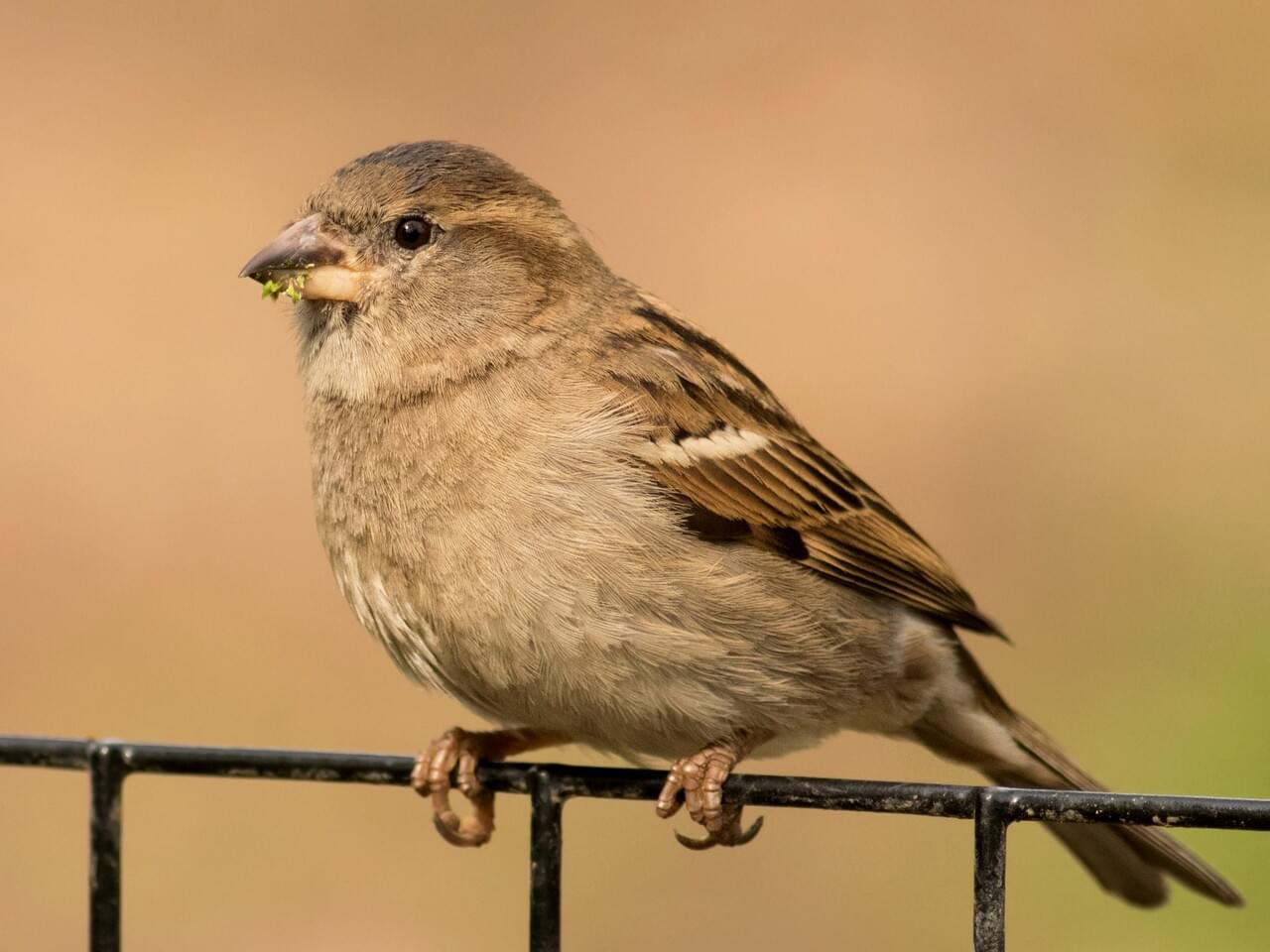 House Sparrow