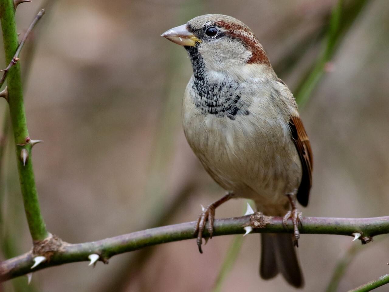 House Sparrow