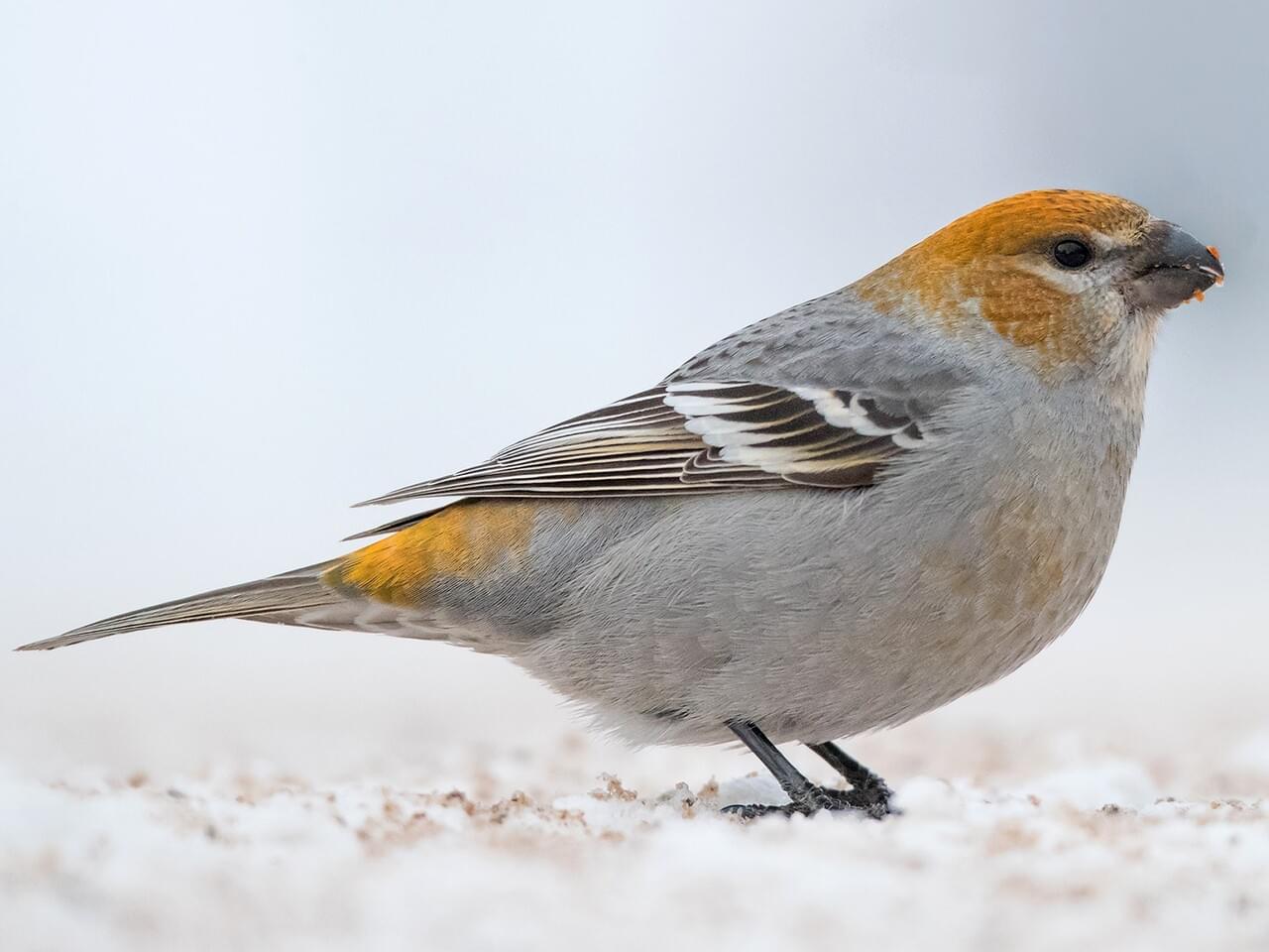 Pine Grosbeak