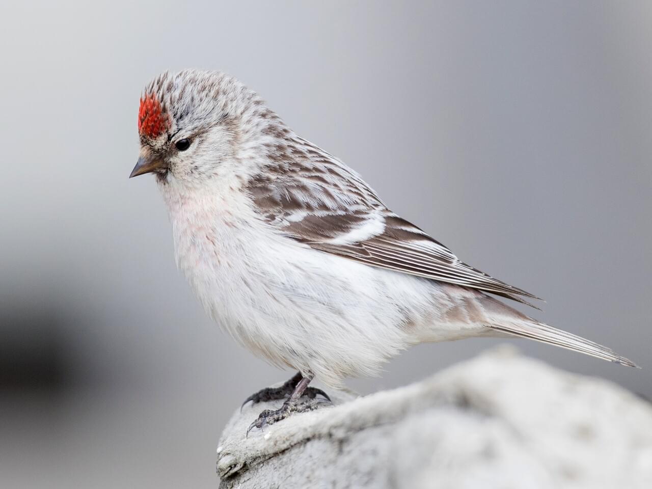 Common Redpoll