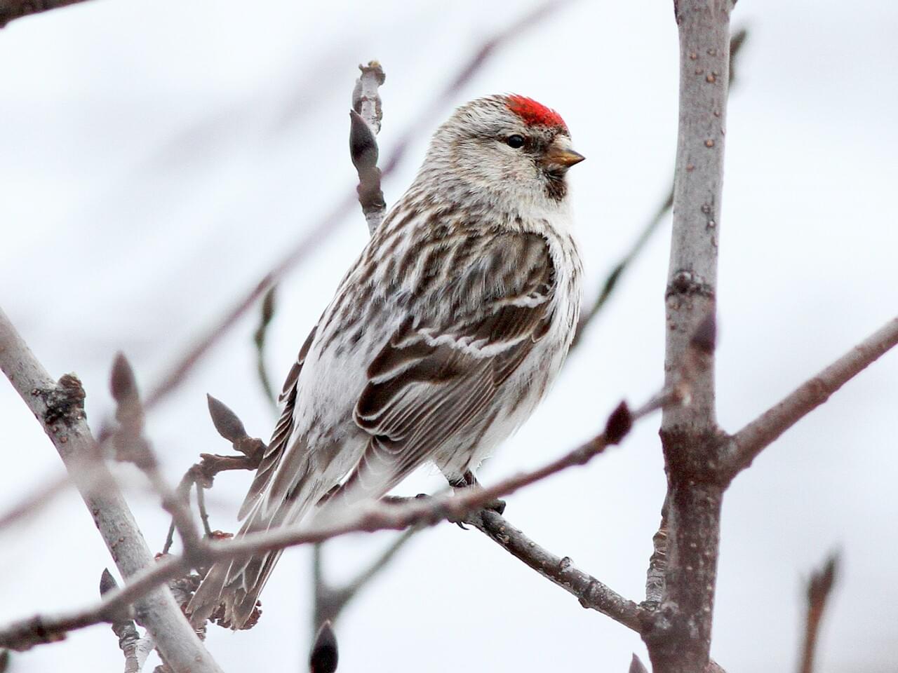 Common Redpoll