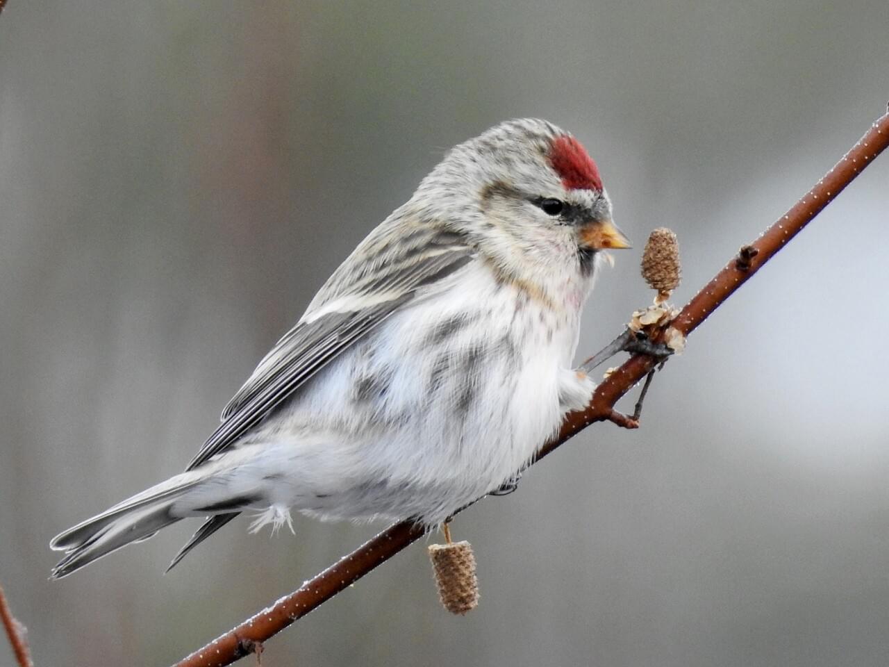 Common Redpoll
