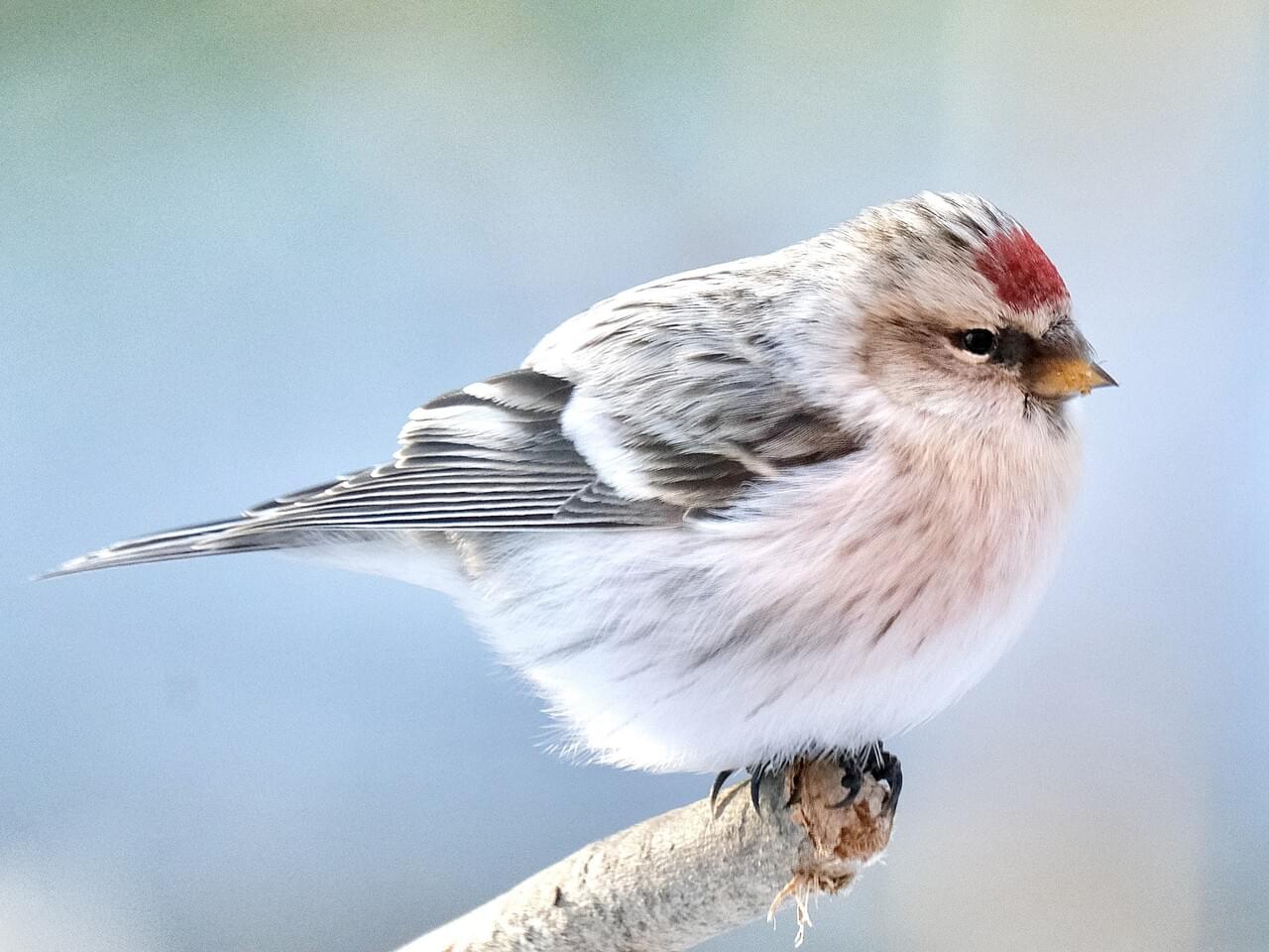 Common Redpoll