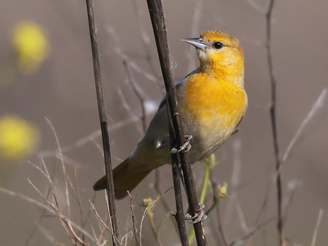 Bullock’s Oriole (west)