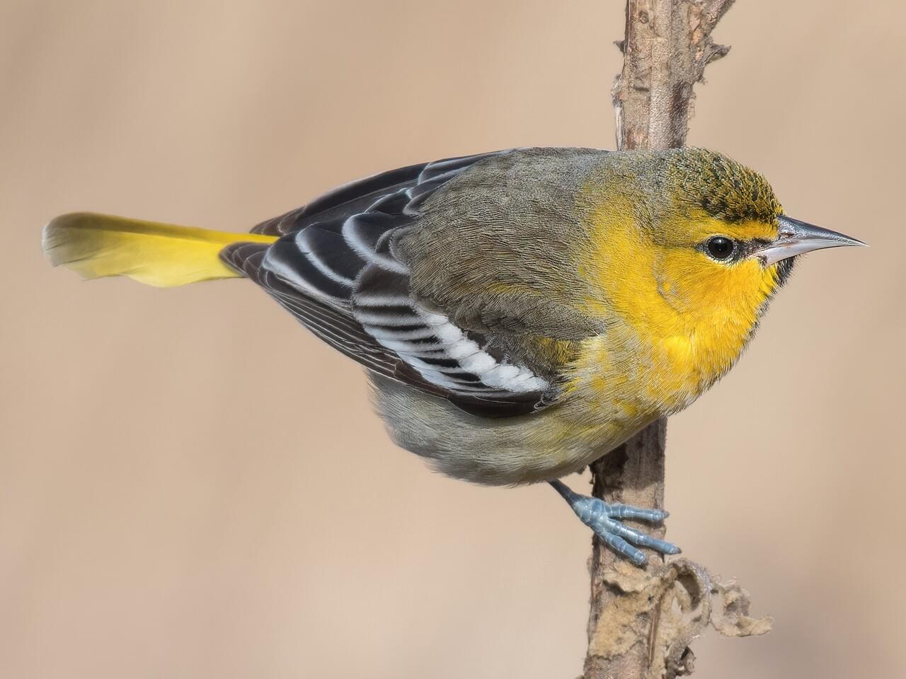 Bullock’s Oriole (west)